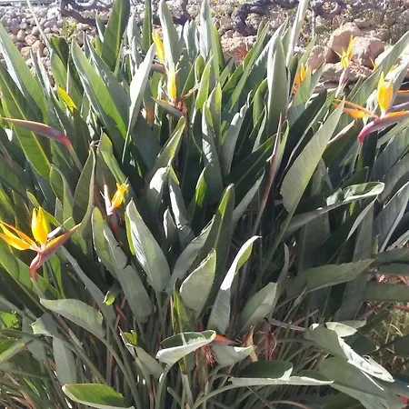 別荘 Dulce Maikel *