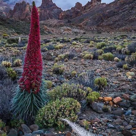 Dulce Maikel Tatil Evi Granadilla De Abona